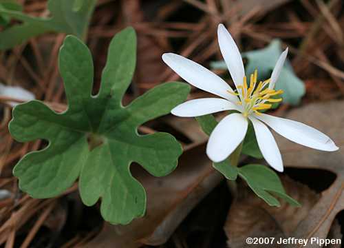 Bloodroot, Red Puccoon (Sanguinaria canadensis)