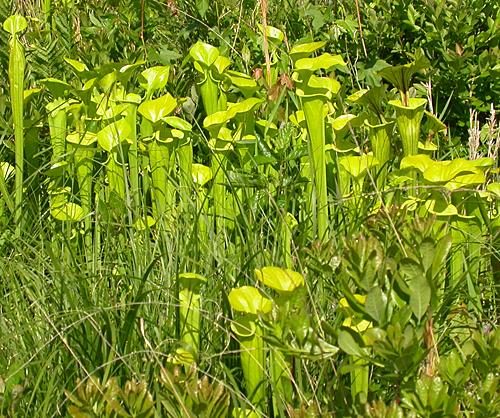 North Carolina Carnivorous Plants