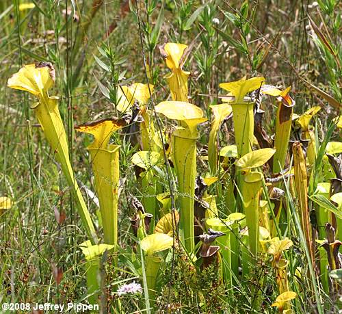 Trumpets (Sarracenia flava)
