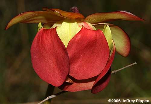 Purple Pitcher Plant <I>(Sarracenia purpurea)