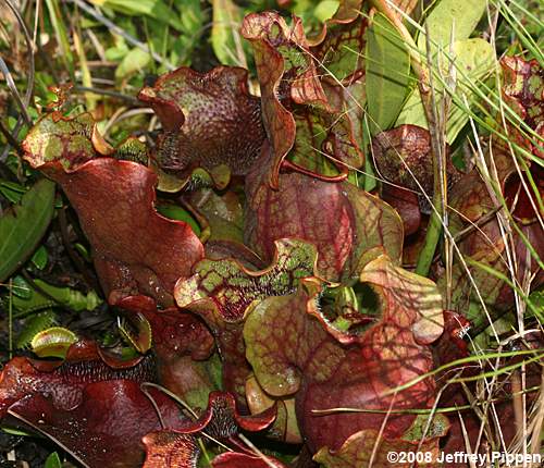 Purple Pitcher Plant <I>(Sarracenia purpurea)