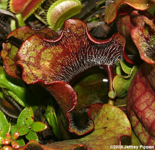 Purple Pitcher Plant <I>(Sarracenia purpurea)