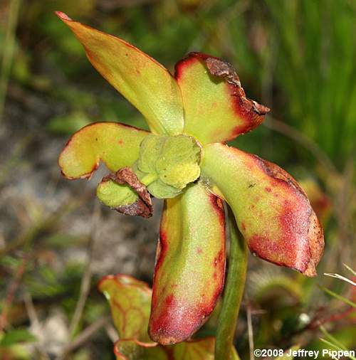 Purple Pitcher Plant (Sarracenia purpurea)