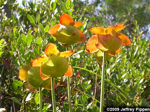 Purple Pitcher Plant (Sarracenia purpurea)