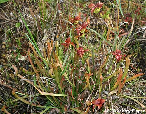Sweet Pitcher Plant, Redflower Pitcher Plant (Sarracenia rubra ssp. rubra)