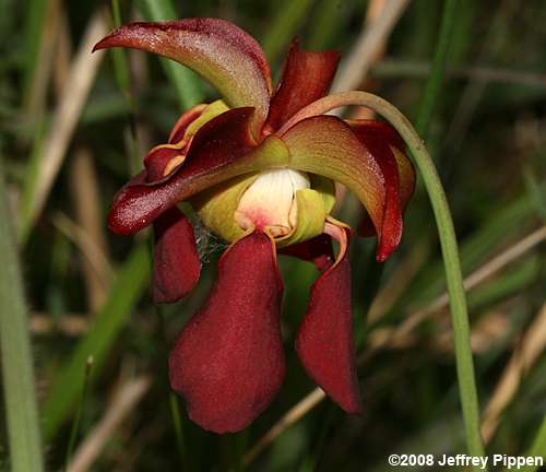 Sweet Pitcher Plant, Redflower Pitcher Plant (Sarracenia rubra ssp. rubra)