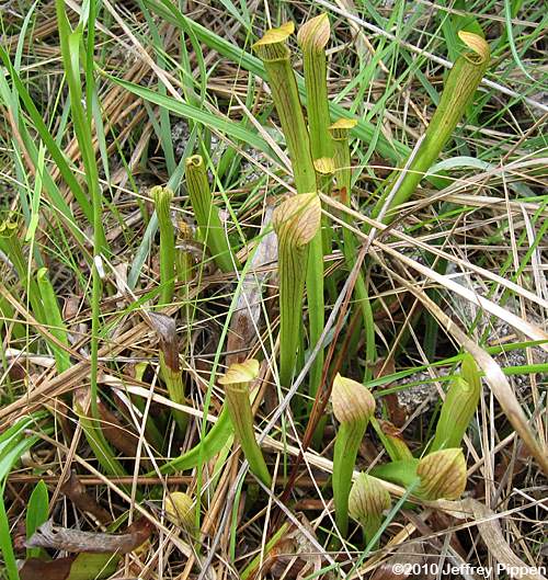 Sweet Pitcher Plant, Redflower Pitcher Plant (Sarracenia rubra ssp. rubra)