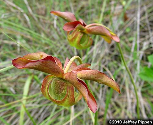 Sweet Pitcher Plant, Redflower Pitcher Plant (Sarracenia rubra ssp. rubra)