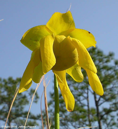 Trumpets (Sarracenia flava)