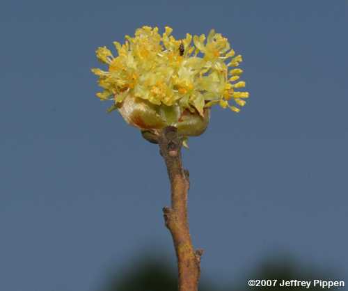 Sassafras (Sassafras albidum)