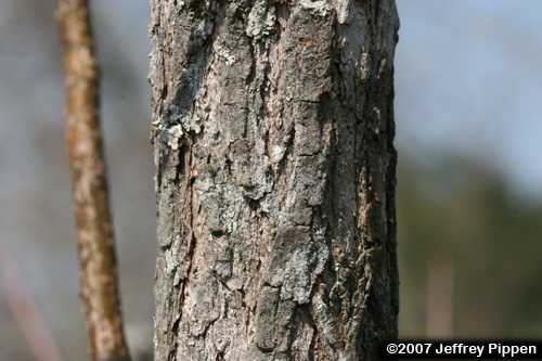 Sassafras (Sassafras albidum)