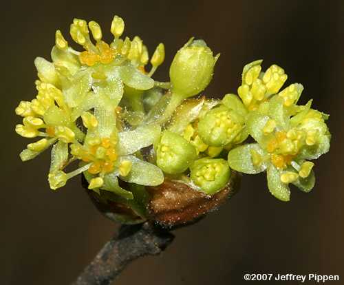 Sassafras (Sassafras albidum)