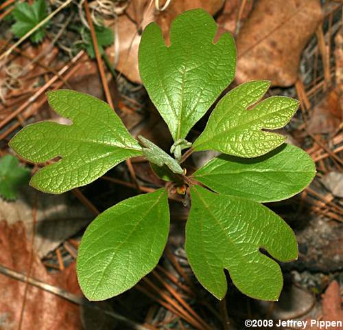 Sassafras (Sassafras albidum)