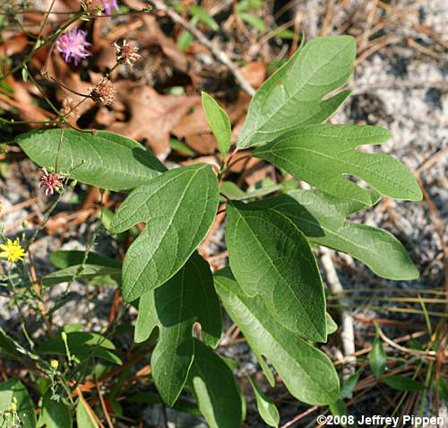 (Sassafras albidum)