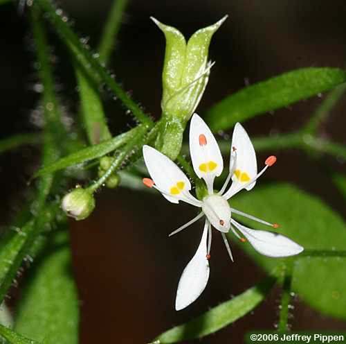 Michaux's Saxifrage (Saxifraga michauxii)