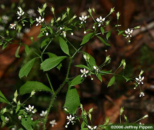 Michaux's Saxifrage (Saxifraga michauxii)