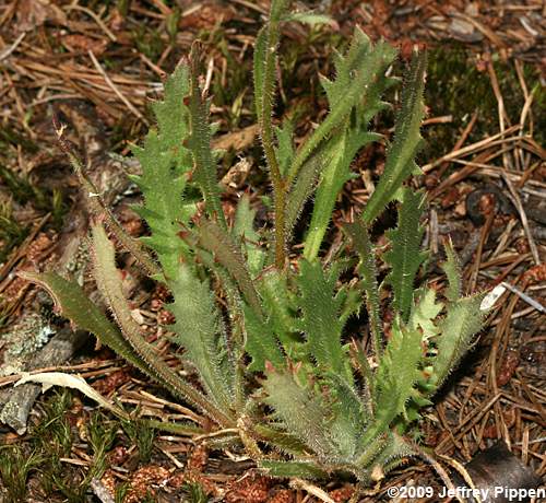 Michaux's Saxifrage (Saxifraga michauxii)