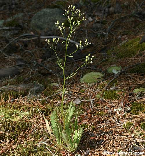 Michaux's Saxifrage (Saxifraga michauxii)