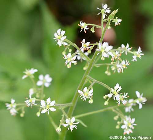 Lettuceleaf Saxifrage (Saxifraga micranthidifolia)