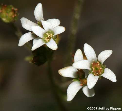Early Saxifrage (Saxifraga virginiensis)
