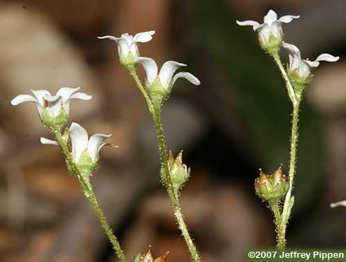 Early Saxifrage (Saxifraga virginiensis)
