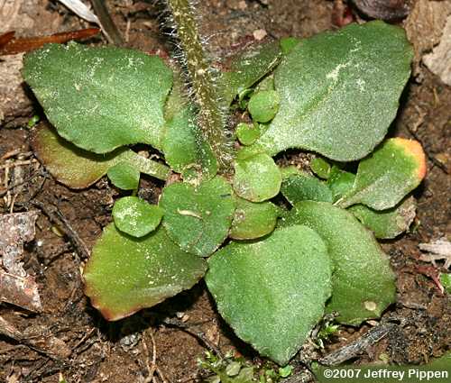 Early Saxifrage (Saxifraga virginiensis)