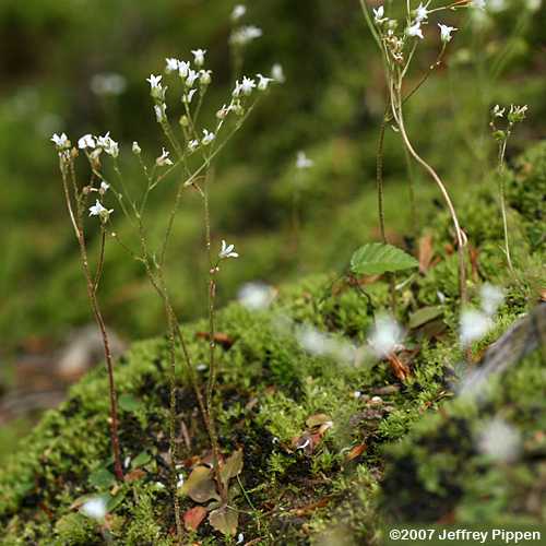 Early Saxifrage (Saxifraga virginiensis)