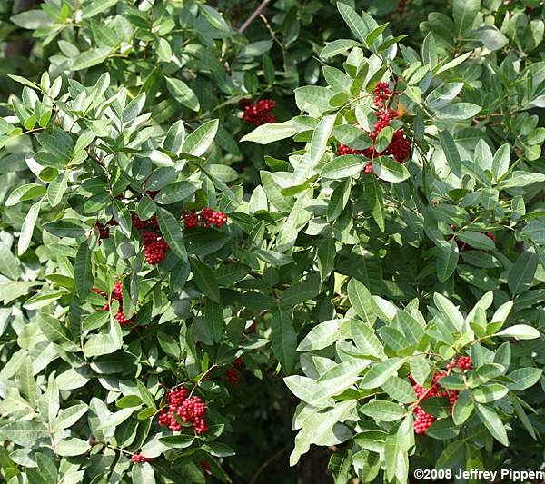 Brazilian Peppertree (Schinus terebinthifolius)