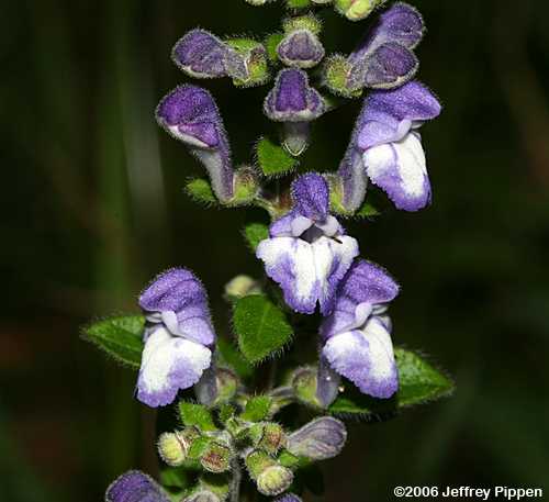 Skullcap (Scutellaria sp.)
