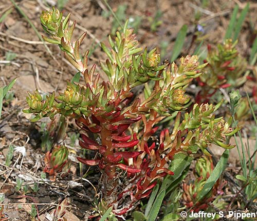 Wormleaf Stonecrop, Narrow-petalled Stonecrop (Sedum stenopetalum)