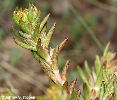 Wormleaf Stonecrop, Narrow-petalled Stonecrop (Sedum stenopetalum)