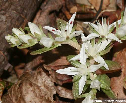 Woodland Stonecrop (Sedum ternatum)