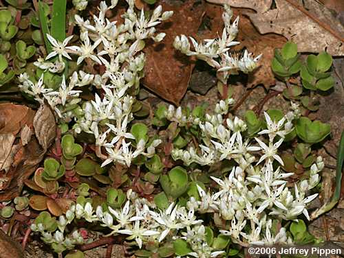 Woodland Stonecrop (Sedum ternatum)