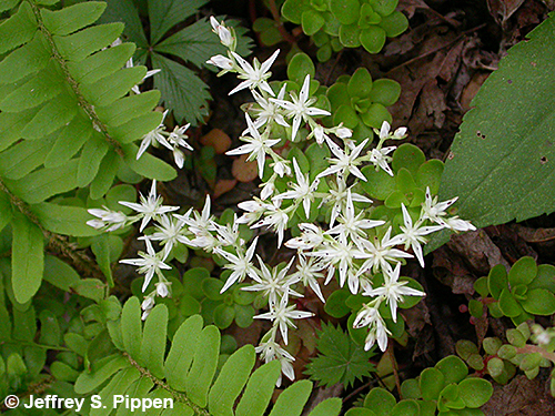 Woodland Stonecrop (Sedum ternatum)