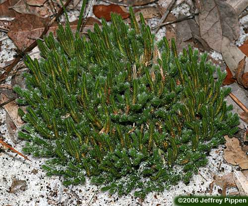 Spiny Spikemoss, Sand Spikemoss (Selaginella acanthonota)