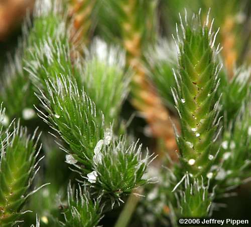 Spiny Spikemoss, Sand Spikemoss (Selaginella acanthonota)
