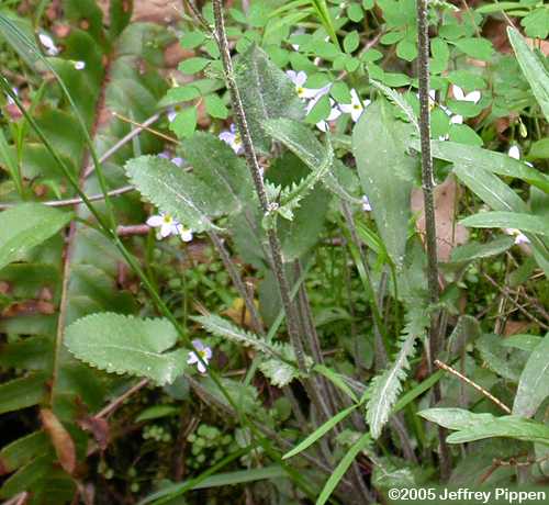 Prairie Ragwort, Prairie Groundel (Packera plattensis)
