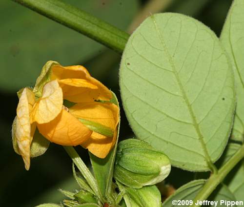 Sicklepod (Senna obtusifolia)