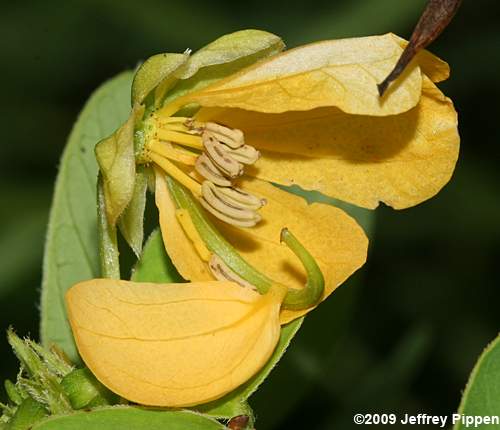 Sicklepod (Senna obtusifolia)