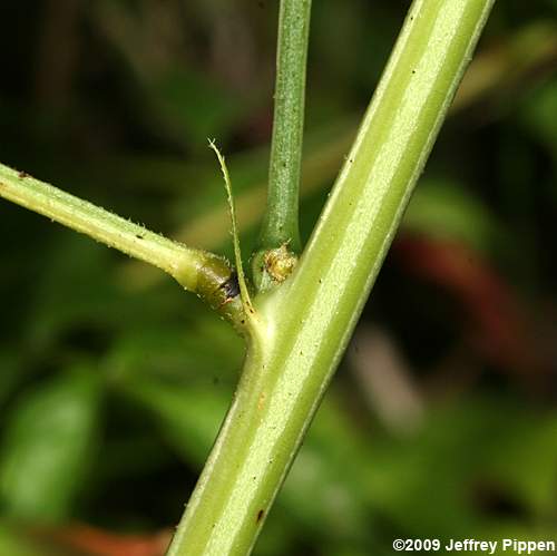 Sicklepod (Senna obtusifolia)