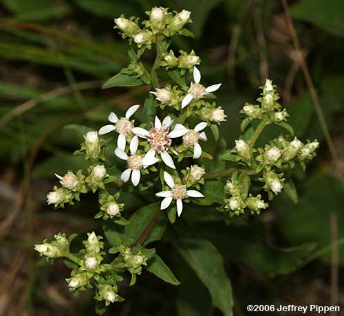 Toothed White-topped Aster (Sericocarpus asteroides)