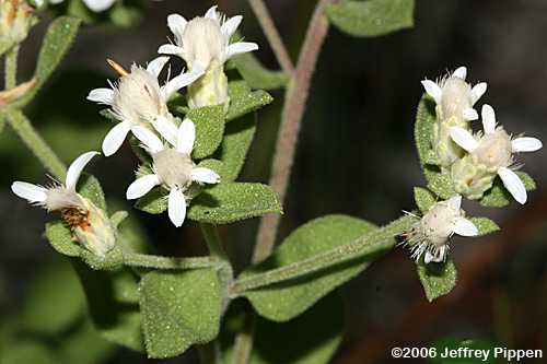 Dixie Whitetop Aster, Twisted-leaf Whitetop Aster (Sericocarpus tortifolius)