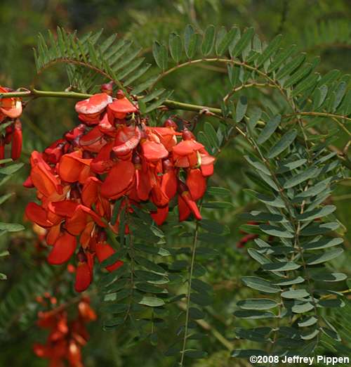 Rattlebox (Sesbania punicea)