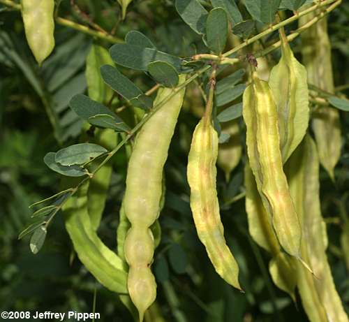 Rattlebox (Sesbania punicea)