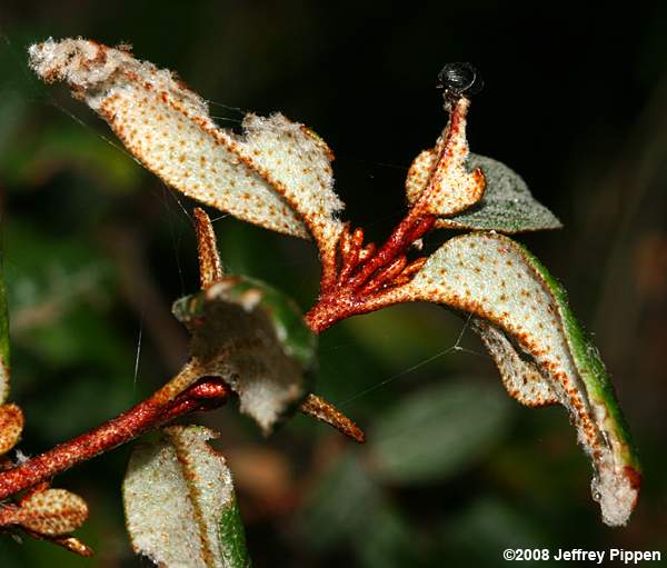 Russet Buffaloberry (Shepherdia canadensis)