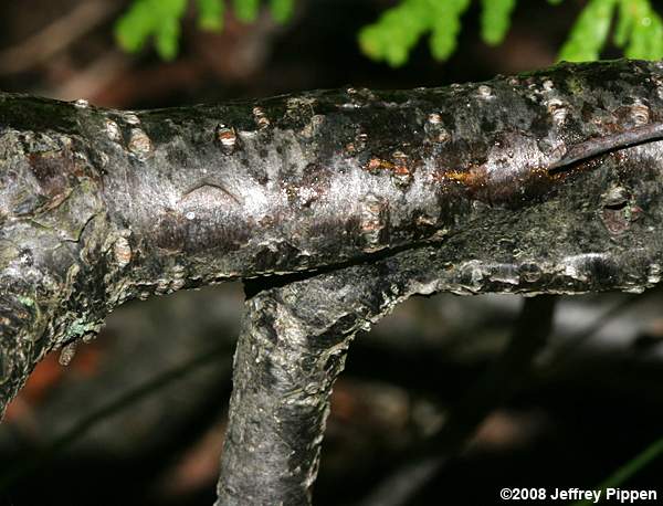 Russet Buffaloberry (Shepherdia canadensis)