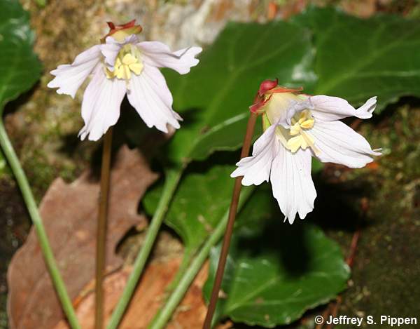 Oconee Bells (Shortia galacifolia)