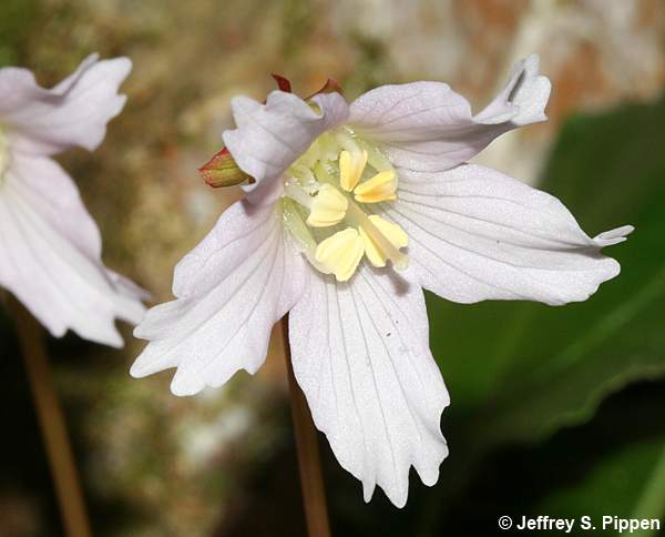 Oconee Bells (Shortia galacifolia)