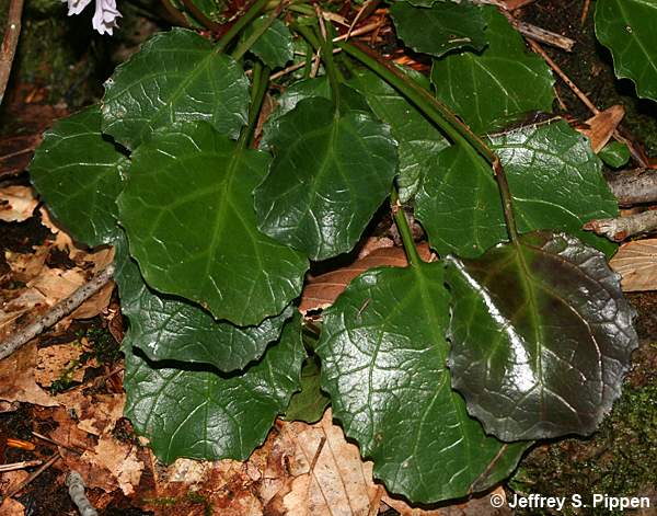 Oconee Bells (Shortia galacifolia)