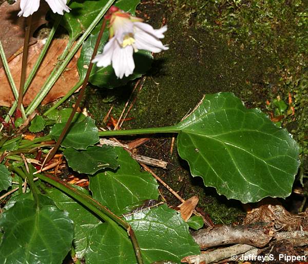 Oconee Bells (Shortia galacifolia)